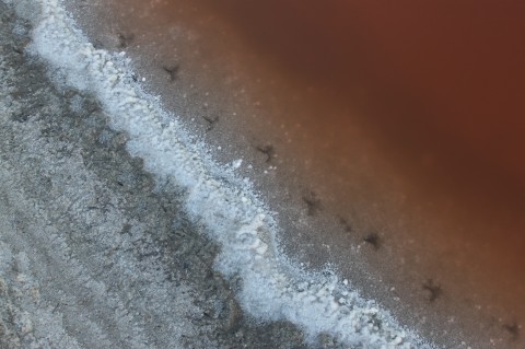 edenlandingwatersalt