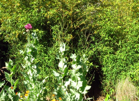 gardenshedbamboo