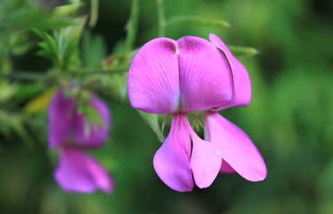 indigoferaflowers