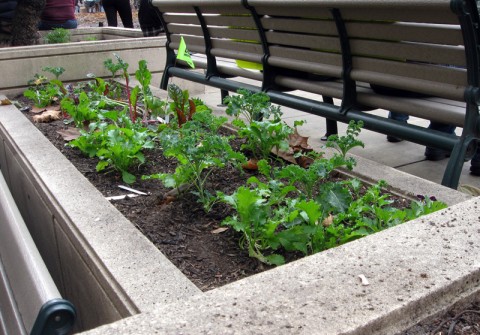 occupyoaklandgarden2