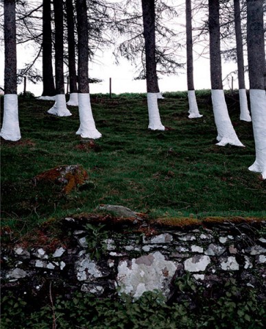 Zander Olsen_Tree, Line_004