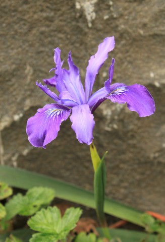 Irisdouglasiana