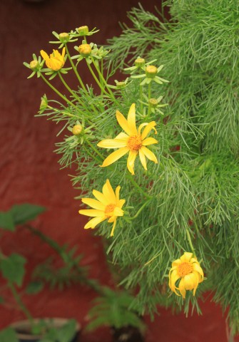 coreopsisgiganteaflowers