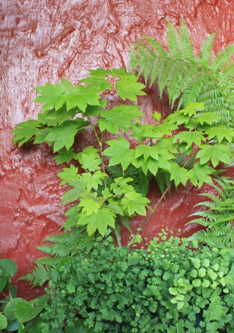 vinemapleincontainer