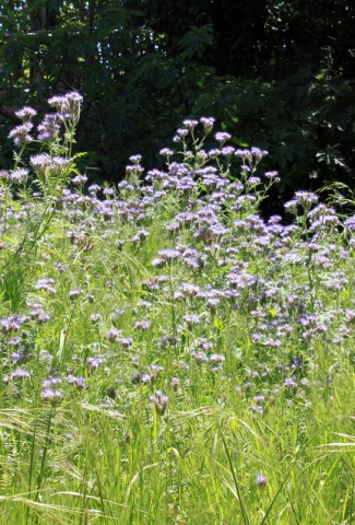 mohrgardenphacelia