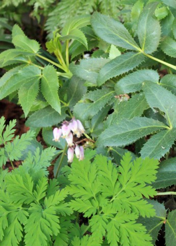 townmousehelleboredicentra