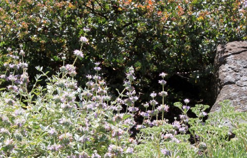 townmousesalvia