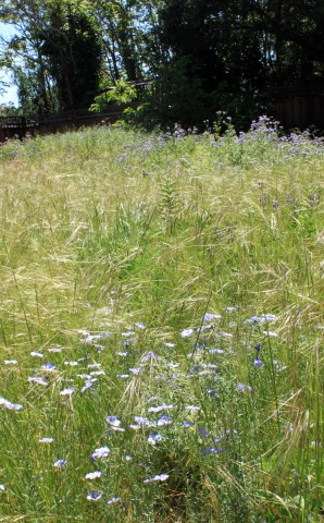 mohrgardenmeadowvert